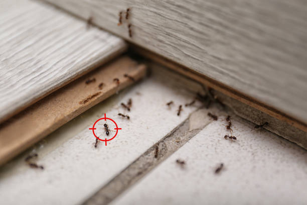 Best Termite Control Services  in Baraboo, WI